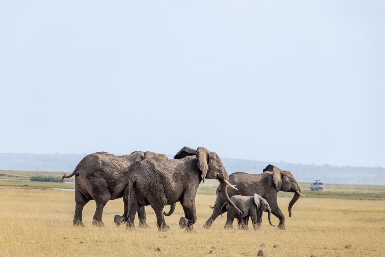 Amboseli landscape