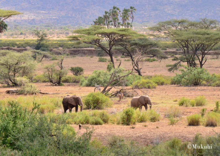 elephants in the savannah