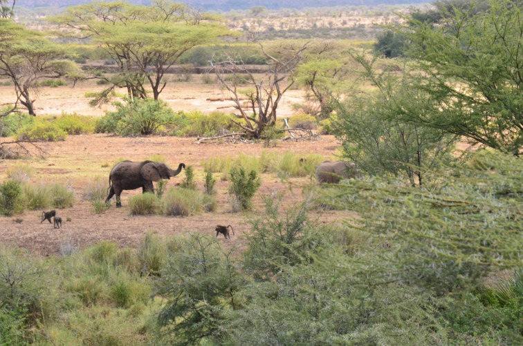 elephants and monkeys in the savannah