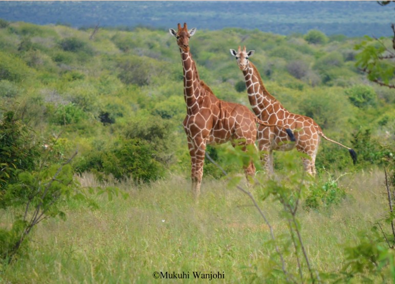 Reticulated giraffes