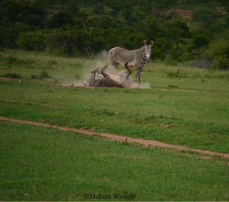 Reticulated giraffes