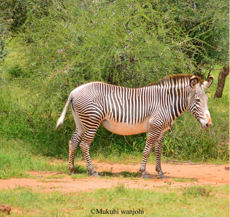 Reticulated giraffes
