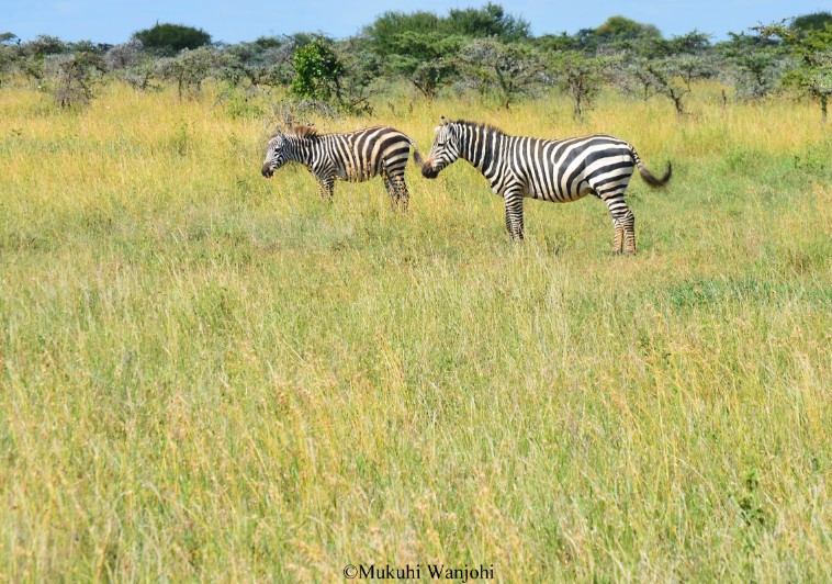 Reticulated giraffes