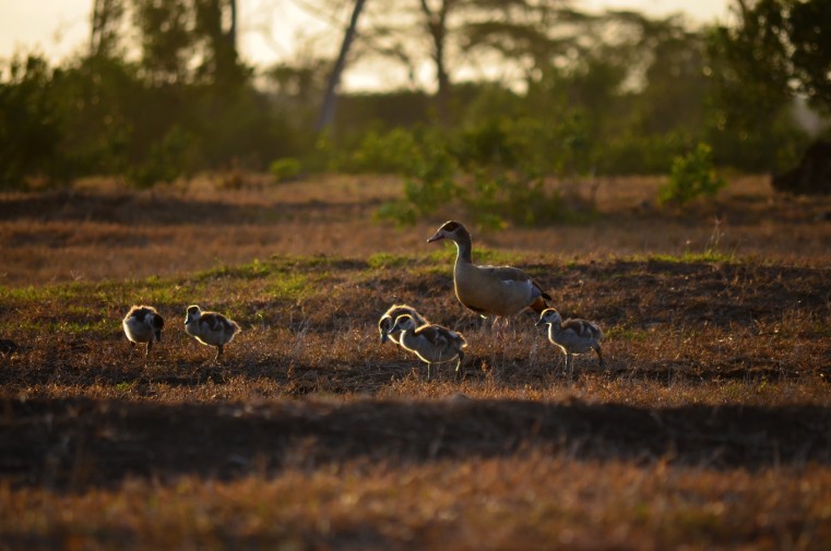 An Egyptian goose & her brood