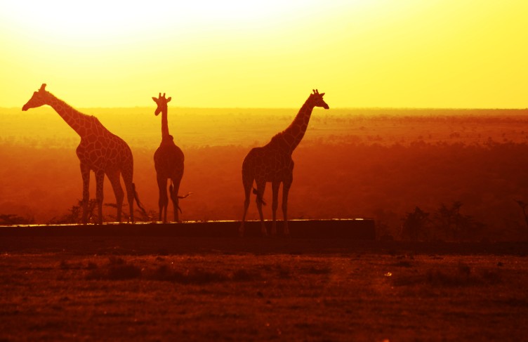 A giraffe silhouette at a watering point