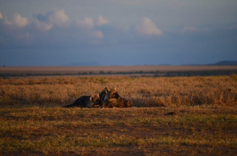 Spotted Hyena bonding