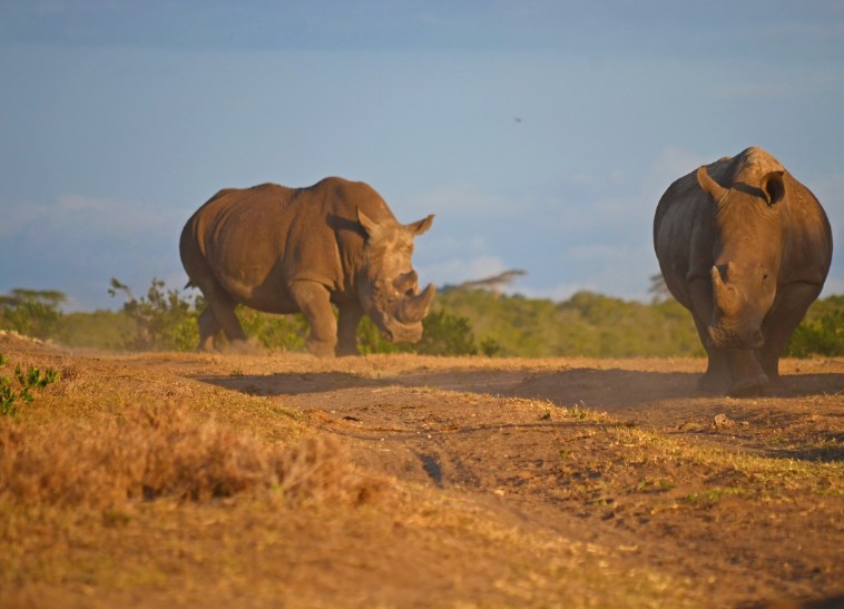 Southern white rhinos