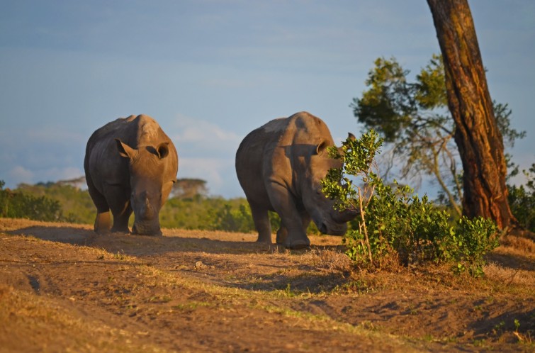 Southern white rhinos