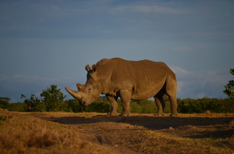 Southern white rhinos